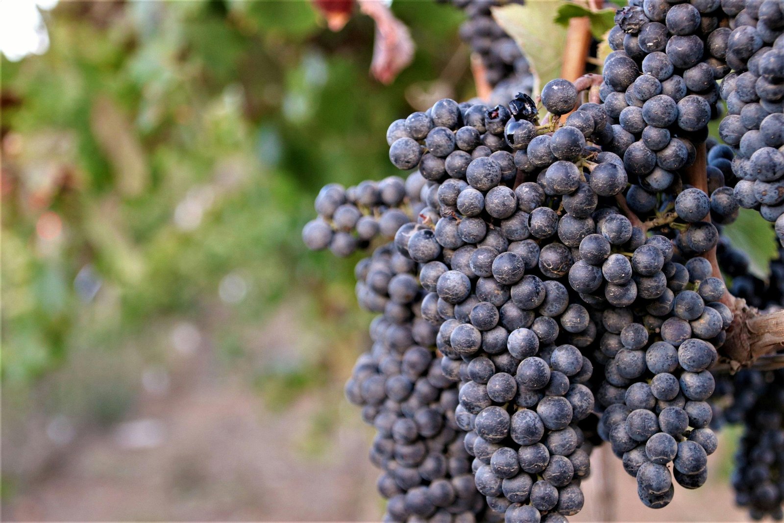 Santa Ynez Valley vineyards
