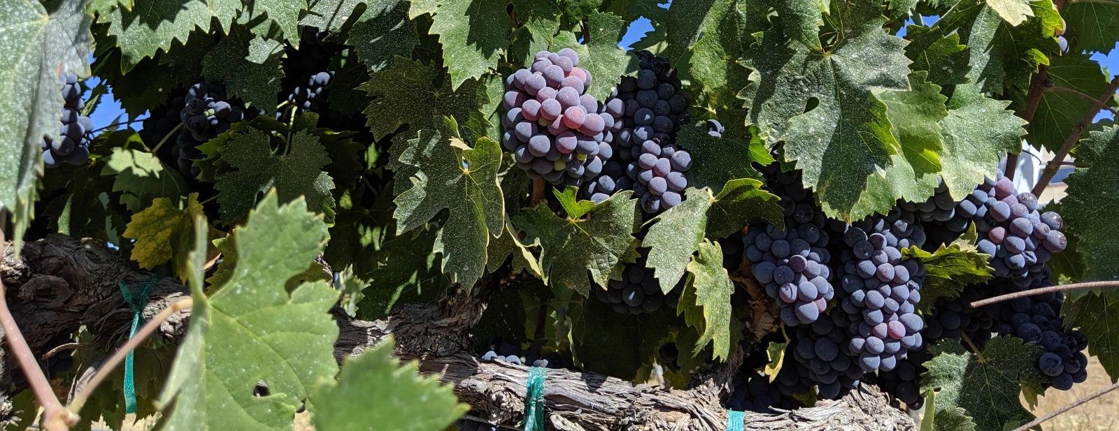 Clusters of ripe purple wine grapes hanging from an old vine in a Lodi vineyard