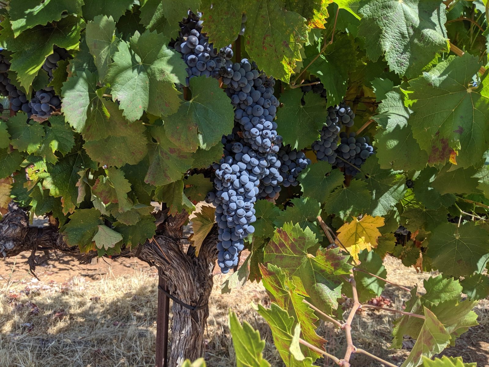 Ripe red wine grapes hanging on an old vine in a Napa Valley vineyard