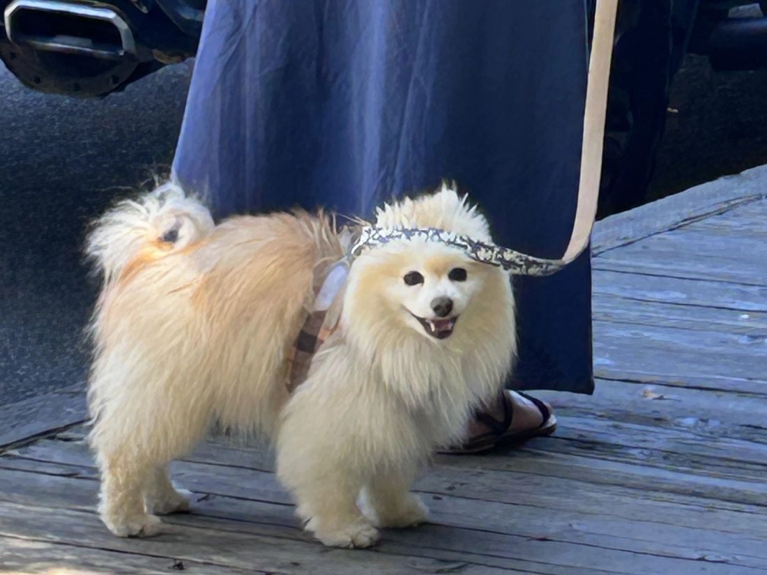 Fluffy cream Pomeranian in a sun visor on a leash, enjoying a dog-friendly wine tour in Plymouth, Amador County