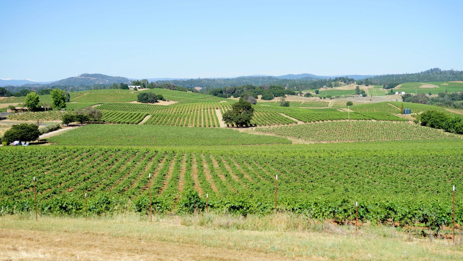 Green vineyard rows on rolling hills in Plymouth, Amador County wine country
