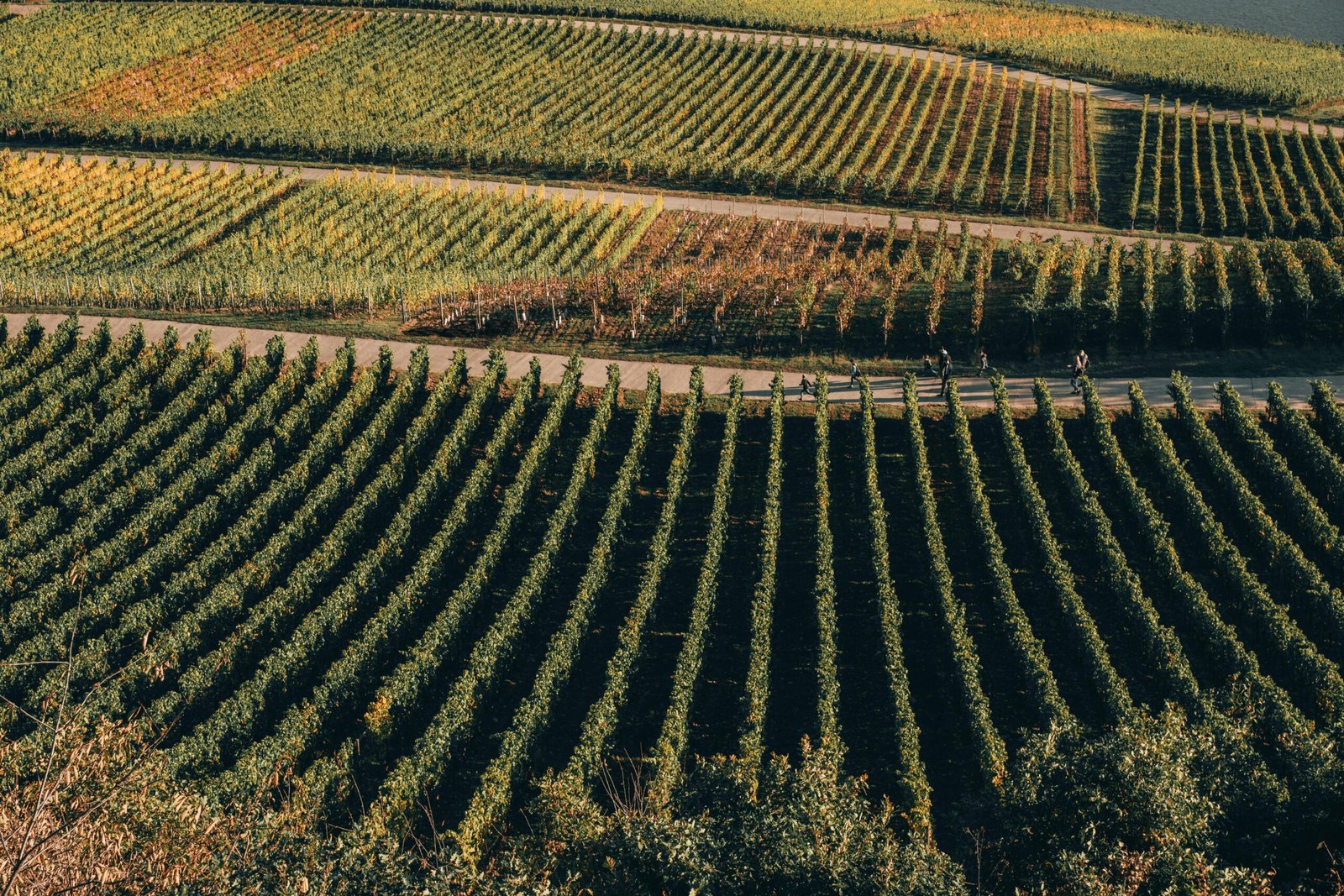 Lodi wine country